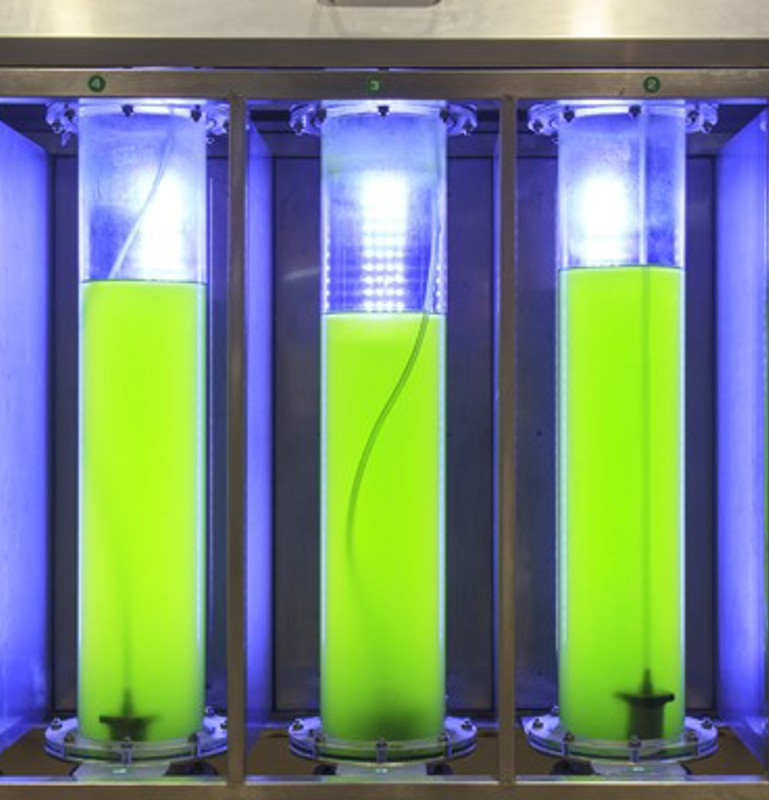 grün leuchtende Algen in Reagenzgläser